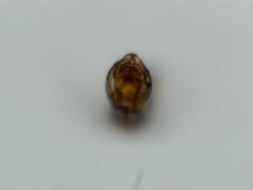Réf. 197 630 : Catops sp.